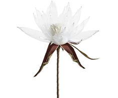 Eurofirany KW/ORGANZA/2/B