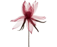 Eurofirany KW/ORGANZA/2/BOR BORD