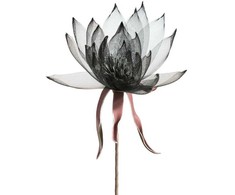 Eurofirany KW/ORGANZA/2/JUODA JUODA