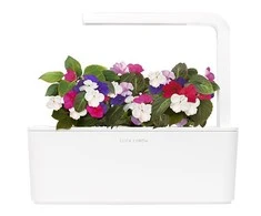 Click and Grow Smart Home 3 vnt. papildymas - sprigių sėklos (Busy Lizzie)