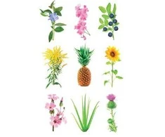 Click Grow Click And Grow SMART HOME EXPERIMENTAL REFILL/3-PACK EX-REFILL-3 CLICK&amp;GROW