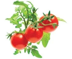 Click Grow Click And Grow SMART HOME MINI TOMATO REFILL/TOM-REFILL-3 CLICK&amp;GROW