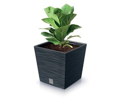 Prosperplast Vazonas FURU SQUARE LOW su įdėklu 10/7,5 L 240x240x235 mm antracito sp. Prosperp