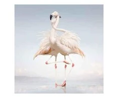 Vinilinė plokštelė Rustie ‎– Žalias Language