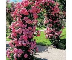Vilde Pergola ogrodowa metalo sp. 145x235 cm
