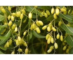 Neem aliejaus purškiklis, 250 ml