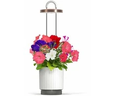 Click And Grow „Click &amp; Grow HydroVase“ – auginkite šviežius augalus patalpose ištisus metus su LED apšvietimu ir savaiminio laistymo sistema – balta