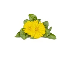 Click &amp; Grow sėklos išmaniajam vazonui - Medetkos, 3vnt.