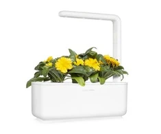 Click &amp; Grow sėklos išmaniajam vazonui - Medetkos, 3vnt.