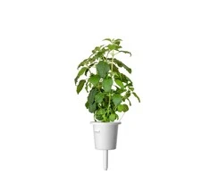 Click &amp; Grow sėklos išmaniajam vazonui - Bazilikas (Holy Basil) 3vnt.