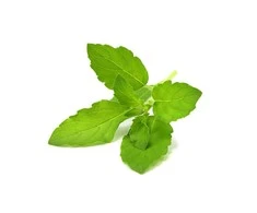 Click &amp; Grow sėklos išmaniajam vazonui - Bazilikas (Holy Basil) 3vnt.