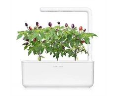 „Click And Grow“ augalų ankštys „Click &amp; Grow“, 9 vnt. pakuotėje – Violetinė čili pipirų