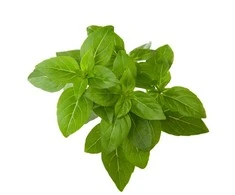 Click and Grow 3 vnt. papildymas - nykštukinio baziliko sėklos (Dwarf basil)