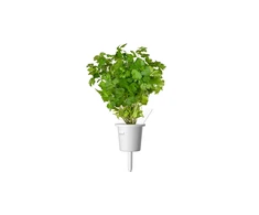 Click And Grow Click &amp; Grow Smart Garden refill Plain Parsley 3pcs | Sourcing