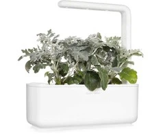 Click &amp; Grow sėklos išmaniajam vazonui - Pilkšvalapė žilė (Dusty Miller), 3 vnt.