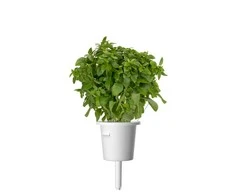 Click and Grow 3 vnt. papildymas - nykštukinio baziliko sėklos (Dwarf basil)
