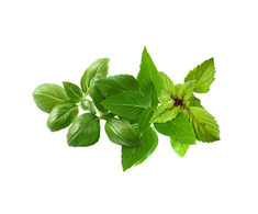 Click And Grow Basil „Click &amp; Grow“ augalų ankštys, 9 vnt. pakuotėje – bazilikų mišinys