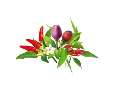 Click And Grow Click &amp; Grow sėklos išmaniajam vazonui - Čili pipirų sėklos, 9vnt.