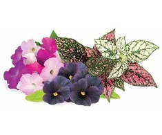Click And Grow Click &amp; Grow Plant Pods 9-Pack - Vibrant Flower Mix