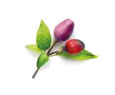 Click &amp; Grow sėklos išmaniajam vazonui - Violetiniai čili pipirai (SGR46X3) 3vnt.