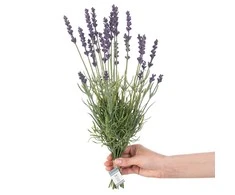AmeliaHome ARTFLOWER/AH/LAVI/27/1PC
