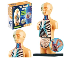 Lean Toys Anatominis žmogaus kūno modelis