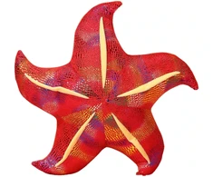 Lean Toys Pliušinis žaislas/pagalvė - raudona jūrų žvaigždė, 20 cm