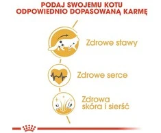 Royal canin fbn maine coon adult - sausas maistas dla dorosłego kota - 10kg