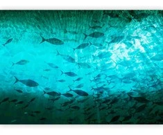 Artgeist Fototapetas - A shoal of dark fish