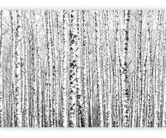 Artgeist Fototapetas - Birch forest