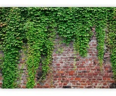 Artgeist Fototapetas - Brick and ivy
