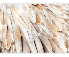 Artgeist Fototapetas - Close-up of bird's wings - uniform close-up on beige bird feathers