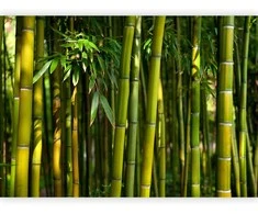 Artgeist Fototapetas - Eucalyptus alley – bamboo grove in juicy žalias tone