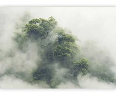 Artgeist Fototapetas - Foggy Amazon