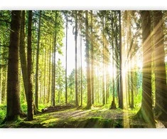 Artgeist Fototapetas - Forest Tales