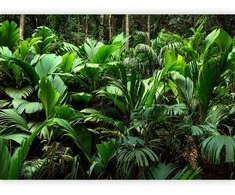 Artgeist Fototapetas - Freshness of the Jungle