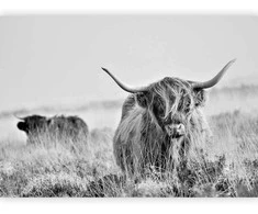 Artgeist Fototapetas - Highland Cattle