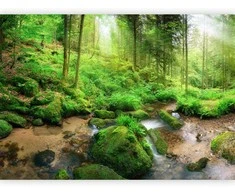 Artgeist Fototapetas - Humid Forest