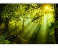 Artgeist Fototapetas - In a Secret Forest