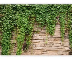 Artgeist Fototapetas - Ivy wall