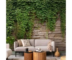 Artgeist Fototapetas - Ivy wall