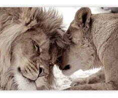 Artgeist Fototapetas - Lion Tenderness (Sepia)