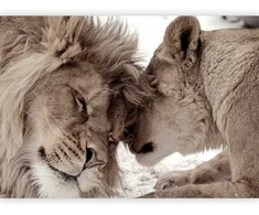 Artgeist Fototapetas - Lion Tenderness (Sepia)