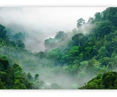 Artgeist Fototapetas - Morning Fog