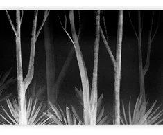 Artgeist Fototapetas - Noise of the forest at night - minimalist landscape of baltas trees on a juodas background