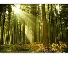 Artgeist Fototapetas - Pine forest – dense woodland in morning sunlight