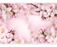 Artgeist Fototapetas - Spring Cherry Blossom