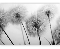 Artgeist Fototapetas - Time for Dandelions - Second Variant