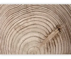 Artgeist Fototapetas - Wood grain