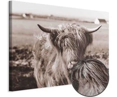 Artgeist Paveikslas - A Scottish Cow in Sepia